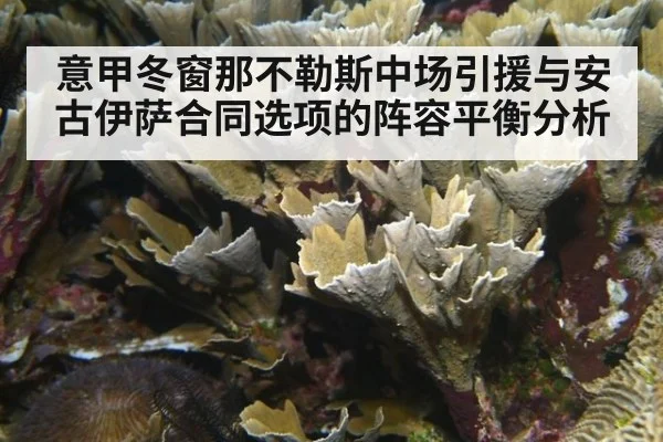 意甲冬窗那不勒斯中场引援与安古伊萨合同选项的阵容平衡分析 - 9game app